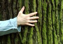 Arboterapia – Abrace árvores em tempo de pandemia