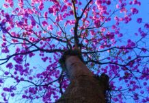 Cerrado: a florada dos ipês começou