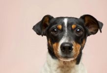 Ataque de cachorro: o que fazer?