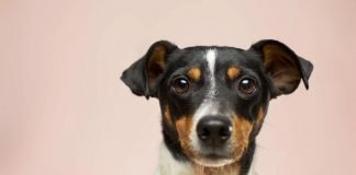 Ataque de cachorro: o que fazer?