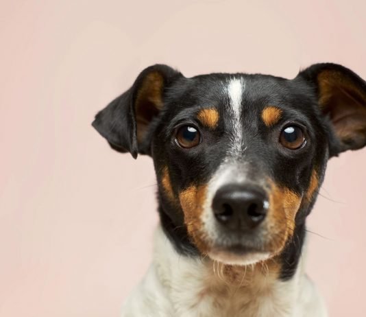 Ataque de cachorro: o que fazer?