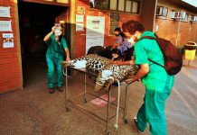 Campanha arrecada medicamentos para animais no Pantanal