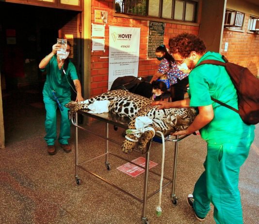 Campanha arrecada medicamentos para animais no Pantanal