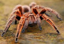 Prevenindo acidentes com animais peçonhentos