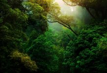 Dia do Meio Ambiente: hábitos simples para ensinar às crianças