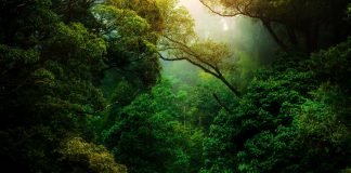 Dia do Meio Ambiente: hábitos simples para ensinar às crianças