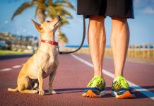 Cãorrida da Finotrato será realizada este domingo em Cuiabá
